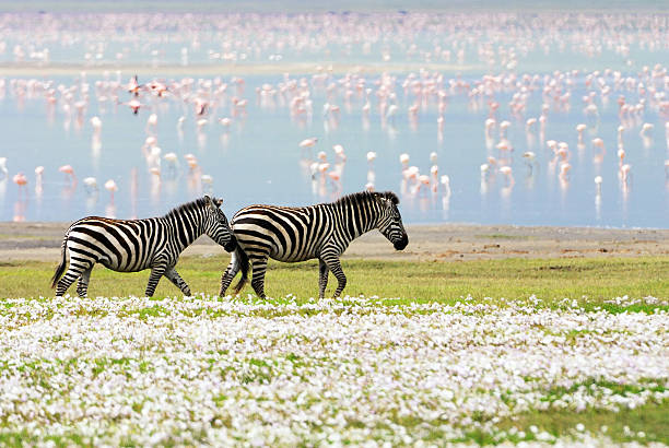 zebras flowers and flamingos picture