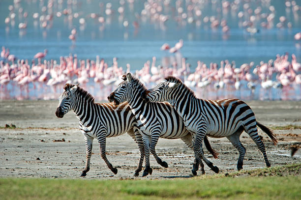 zebras running picture