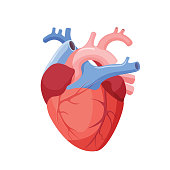 Anatomical Heart Isolated. Muscular Organ in Human