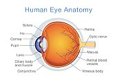 Anatomy of human eye and descriptions.