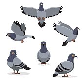 Bird Pigeon Poses Cartoon Vector Illustration