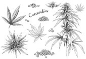 Cannabis hand drawn. Hemp seeds, leaf sketch and cannabis plant vector illustration set