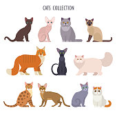 Cats collection