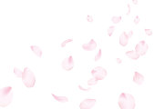 Cherry blossoms background