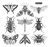 Collection of hand dawn insects
