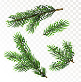 Fir tree branches isolated on white background