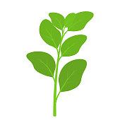 fresh spinach leaves realistic popular vegetable