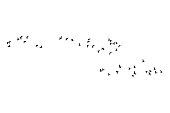 Flying birds. Vector image. White background.