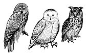 Forest birds. Realistic drawing of owls isolated on white background set.
