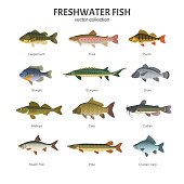 Freshwater fish set.