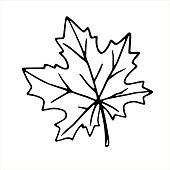 Hand drawn maple leaf outline isolated on white background. Vector symbol of autumn, nature, Canada in doodle style