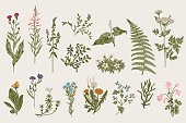 Herbs and Wild Flowers. Botany