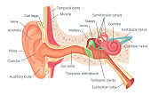 Human ear anatomy. Ears inner structure, organ of hearing vector illustration
