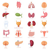 Human Internal Organs Icon Set