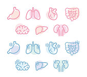 Human organ illustration design