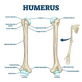 Humerus bone labeled vector illustration diagram