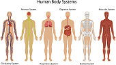 Illustration of different systems of human body