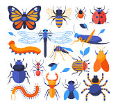 Insects collection - set of flat design style elements