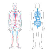 internal organs and circulatory system