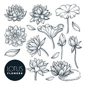 Lotus beautiful blooming flowers and leaves set, isolated on white background. Vector hand drawn sketch illustration
