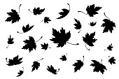 Maple leaves. Autumn background. Vector