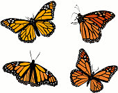 Monarch butterfly vector set