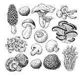 Mushroom hand drawn vector illustration. Sketch food drawing iso