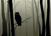 Owl In The Misty Woods