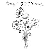 Poppy flowers drawing