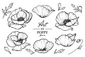 Poppy flowers drawing