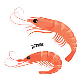Prawn or shrimp vector