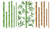 Realistic bamboo stick. Brown and green tree branch and stems with leaves isolated decorative closeup elements, east forest trees, exotic botanical decor, eco material vector 3d set