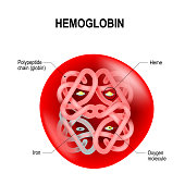 Red blood cell with hemoglobin.