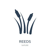 reeds icon vector on white background, reeds trendy filled icons