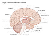 Sagittal section of the brain