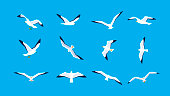 Sea gulls flying in sky