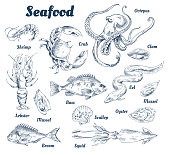 Seafood Poster and Species Vector Illustration