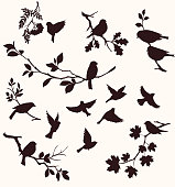 Set of birds and twigs.  Decorative silhouette of  birds sitting on tree branches: oak, maple, birch, rowan and others. Flying birds