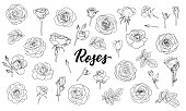 set of black and white outline roses, buds and leaves. Floral contour isolated on white background. design greeting card and invitation of the wedding, birthday, Valentine s Day, mother s day, holiday