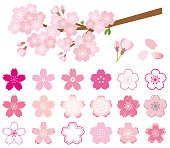 Set of cherry blossom icon and cherry blossom branch