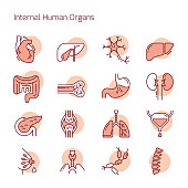 Set of color linear vector icons of human organs