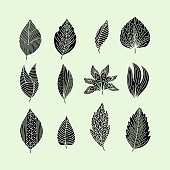 set hand drawn plant leaves vector