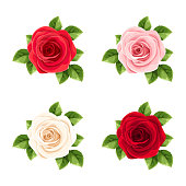 Set of red, pink and white roses. Vector illustration.