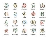 Set of vector anatomy and organs colored line icons with titles. Neuron, penis, uterus, intestine, muscle, nose, bladder, eye, liver, kidney, heart, brain, stomach, tooth, lung, joint, ear, bone, hair, backbone and more.