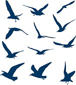 Shapes of flying seagulls