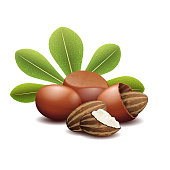 Shea nuts with green leaves vector illustration