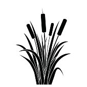 Silhouette Black Water Reed Plant Cattails Leaf. Vector