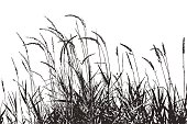 Silhouette illustration of grass plants with seeds