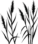 Silhouette of the reed