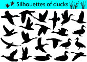 Silhouettes of ducks